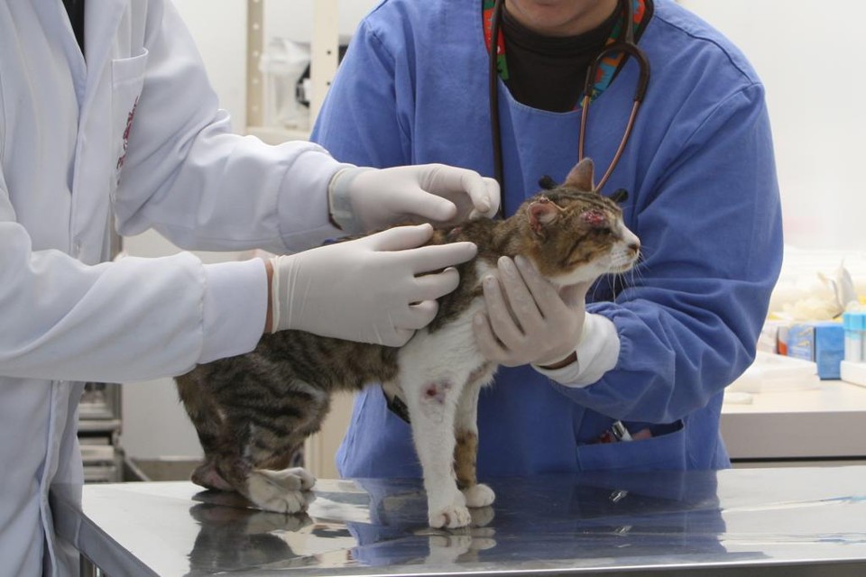 Cães e gatos dos bairros da regional Cajuru poderão ser consultados por médicos veterinários. | Aniele Nascimento/Gazeta do Povo