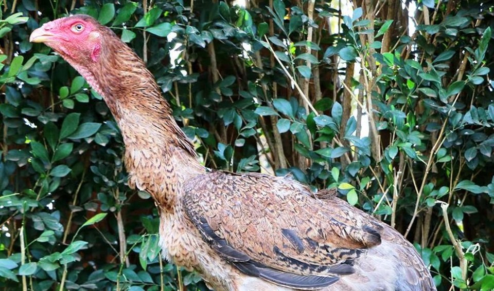 Betina é filha de outro recordista, o galo Voodoo da Diamante, que mede 1,26 m, a maior altura já alcançada por um galo índio. | Divulgação/Criatório Diamante