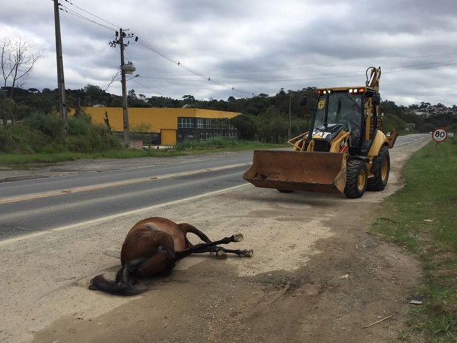 Prefeitura de Almirante Tamandaré recolheu os cavalos mortos à beira da Rodovia dos Minérios. | Adel Codeiro/ Prefeitura de Almirante Tamandaré