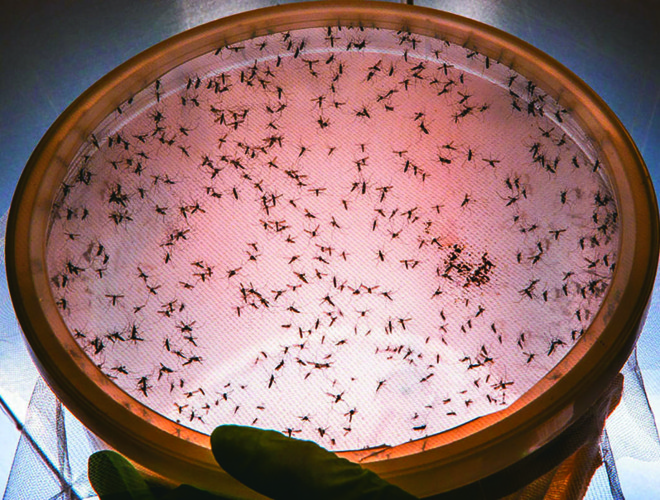 Mosquitos Aedes aegypti serão usados em Jacarezinho como aliados para o combate a doenças transmitidas pelo inseto. | Forrest Innovations/Divulgação