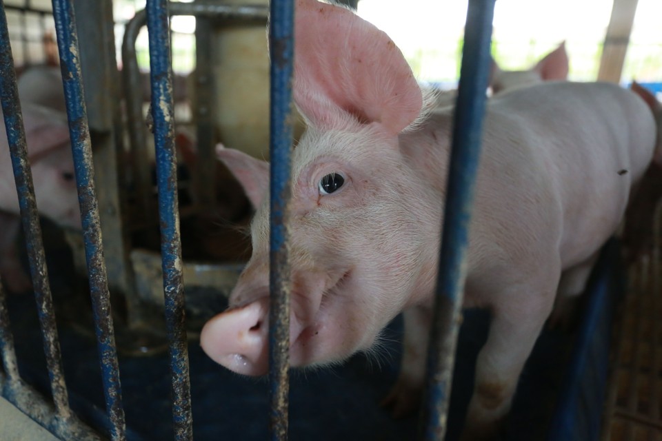 Quando a saca de milho bateu em R$ 35 e os animais eram negociados a R$ 2,80/kg, margem ficou negativa em R$ 1,00 por quilo. | Felipe Rosa/Tribuna do Paraná