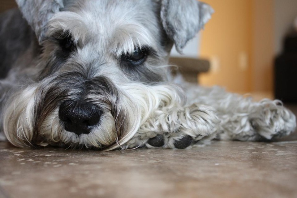 Criadora foi acusada de realizar conchectomia em mini schnauzers sem anestesia. Imagem ilustrativa. | Reprodução/
Pixabay
