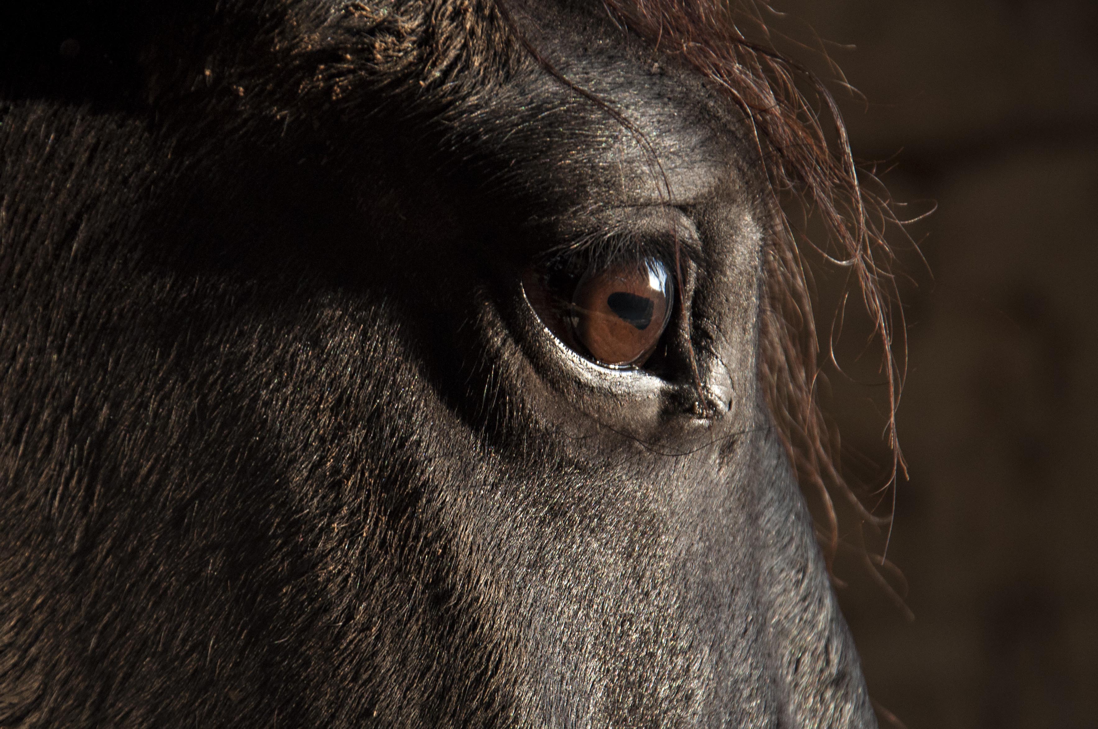 | Daniela Tyeme/gazeta do povo