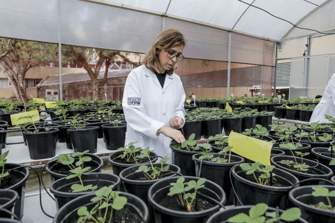 Professora Ida Chapaval Pimentel trabalha com a sua equipe no combate a uma praga de morangueiros | André Rodrigues/Gazeta do Povo