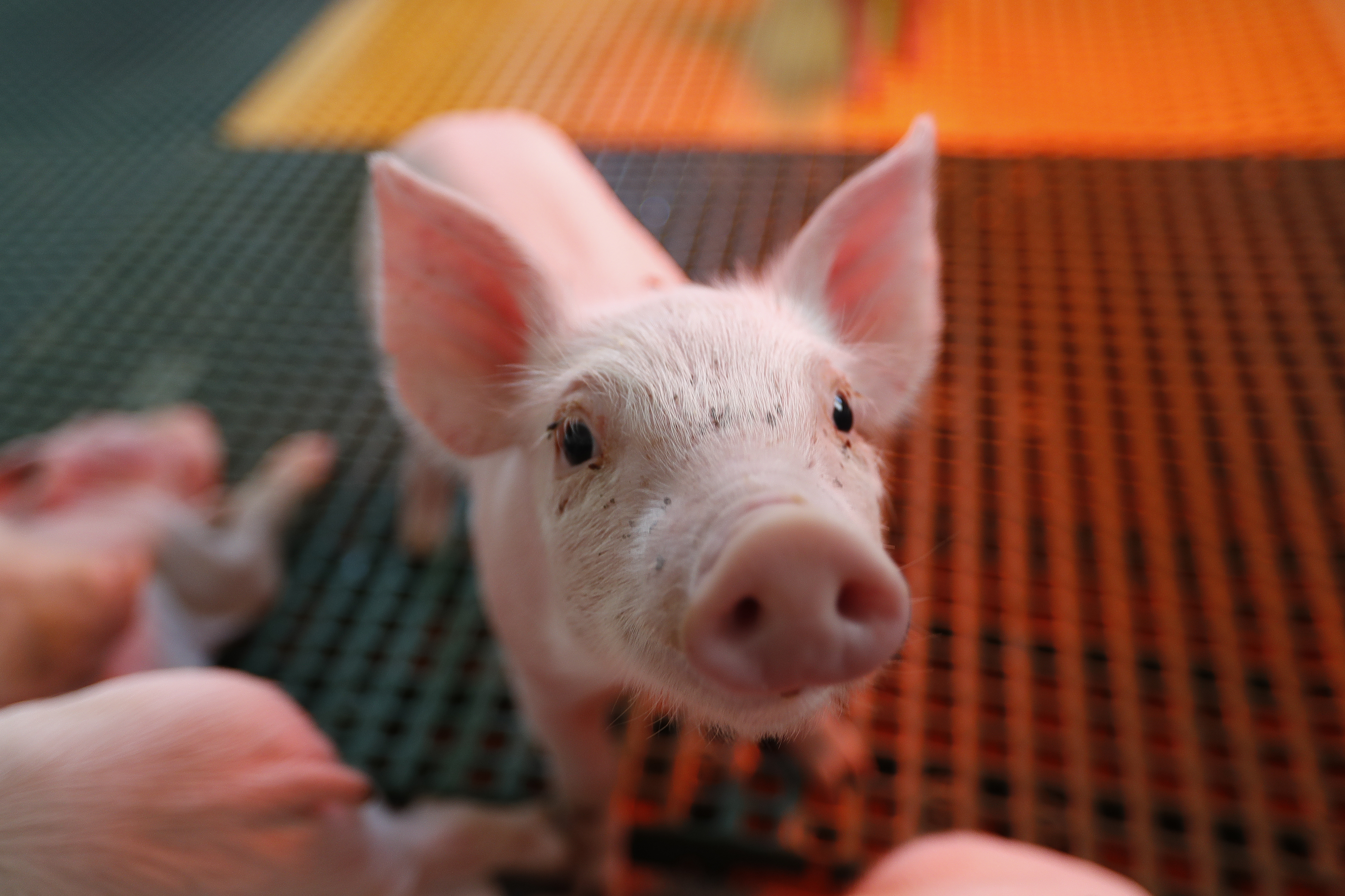 | JONATHAN CAMPOS/GAZETA DO POVO