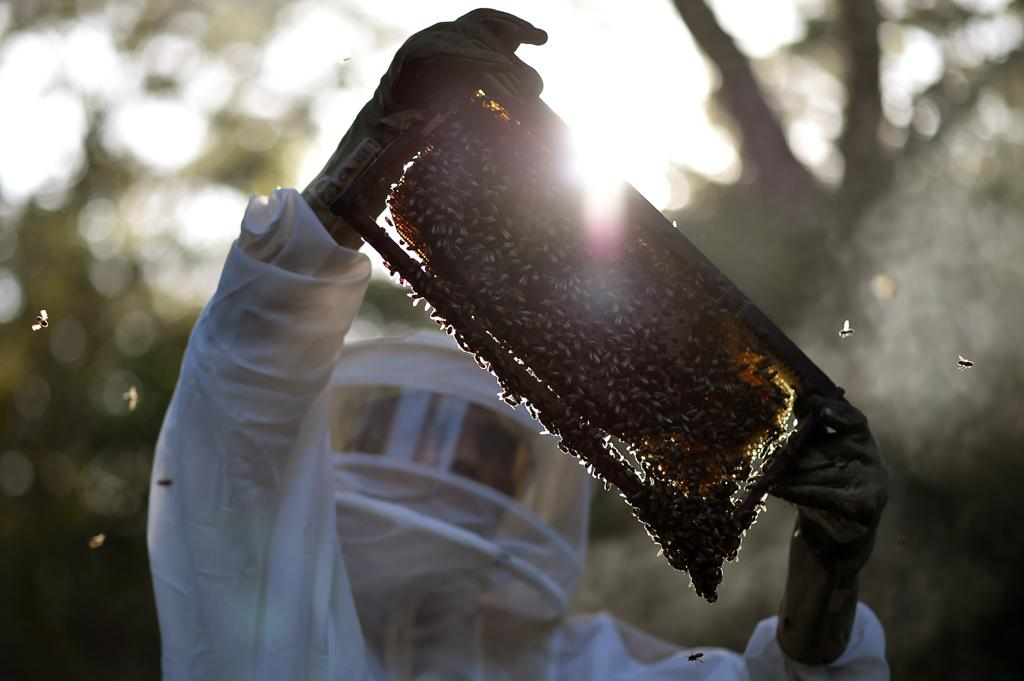 Sobre o mel,o Mapa disse ter sido possível abrir o mercado “com uma única tacada”, pela qualidade do produto brasileiro. | Andre Borges/Agência Brasília