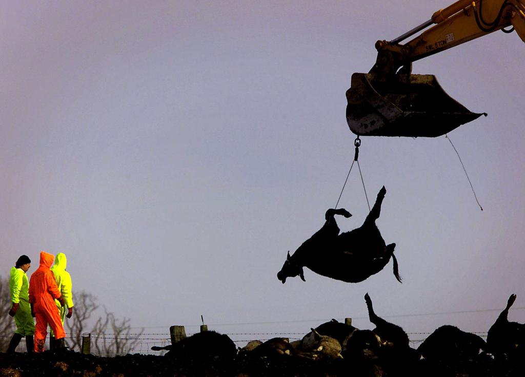 Em casos anteriores de epidemias, milhares de animais tiveram de ser sacrificados e incinerados para tentar conter a doença | DCS/BR/JEFF J MITCHELL