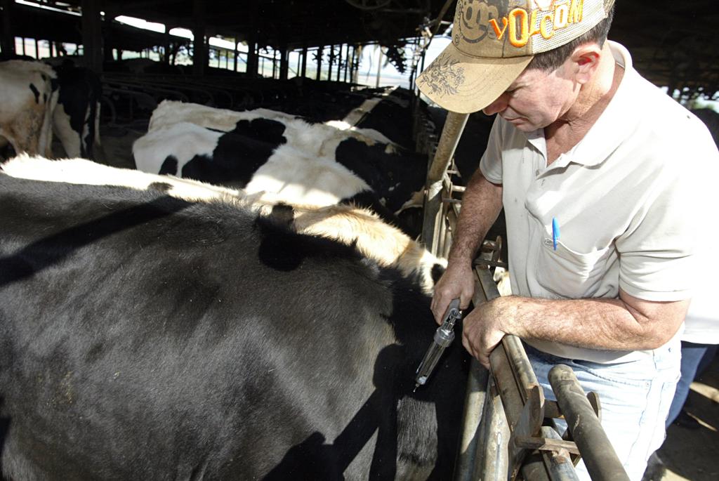 Para antecipar o fim da vacinação, o Paraná precisa cumprir algumas exigências, como adequar sua infraestrutura de fiscalização sanitária e fazer a contratação de pessoal necessário para manter a vigilância. | Henry Milléo/Gazeta do Povo