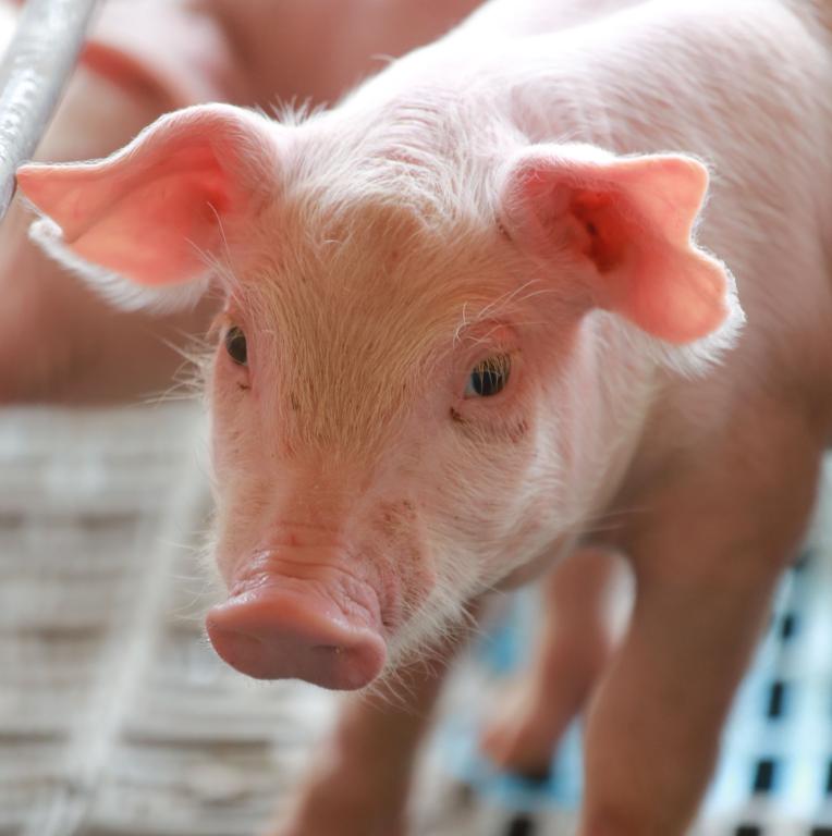 Atualmente, o Mato Grosso tem 300 mil matrizes suínas, mas apenas metade está na produção tecnificada, o restante é apenas subsistência. | Felipe Rosa/Tribuna do Paraná