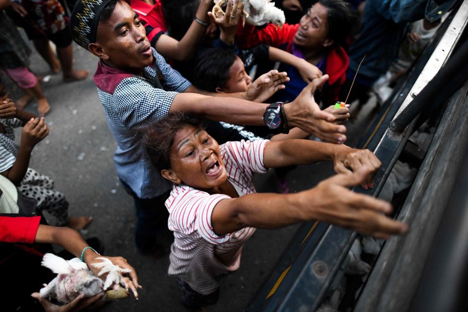 Sobreviventes do terremoto lutam para conseguir galinhas vivas distribuídas pela polícia em um campo improvisado em Palu, no centro de Sulawesi, na Indonésia | JEWEL SAMAD/AFP