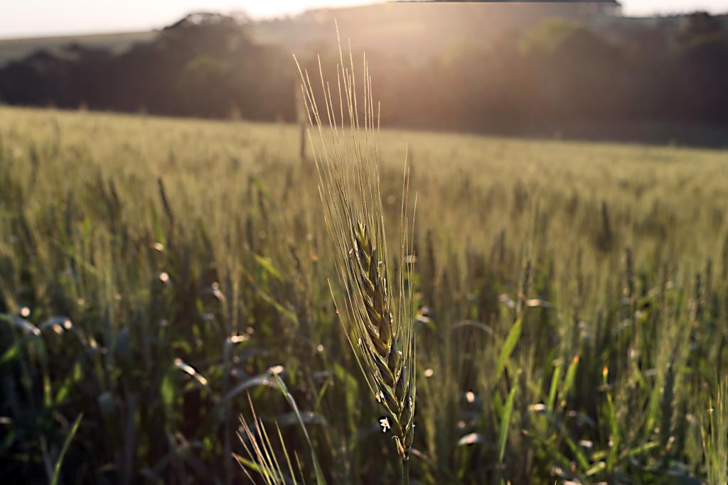 A fábrica em Pinhais passa a processar 600 toneladas de trigo por dia. | Albari Rosa/Gazeta do Povo
