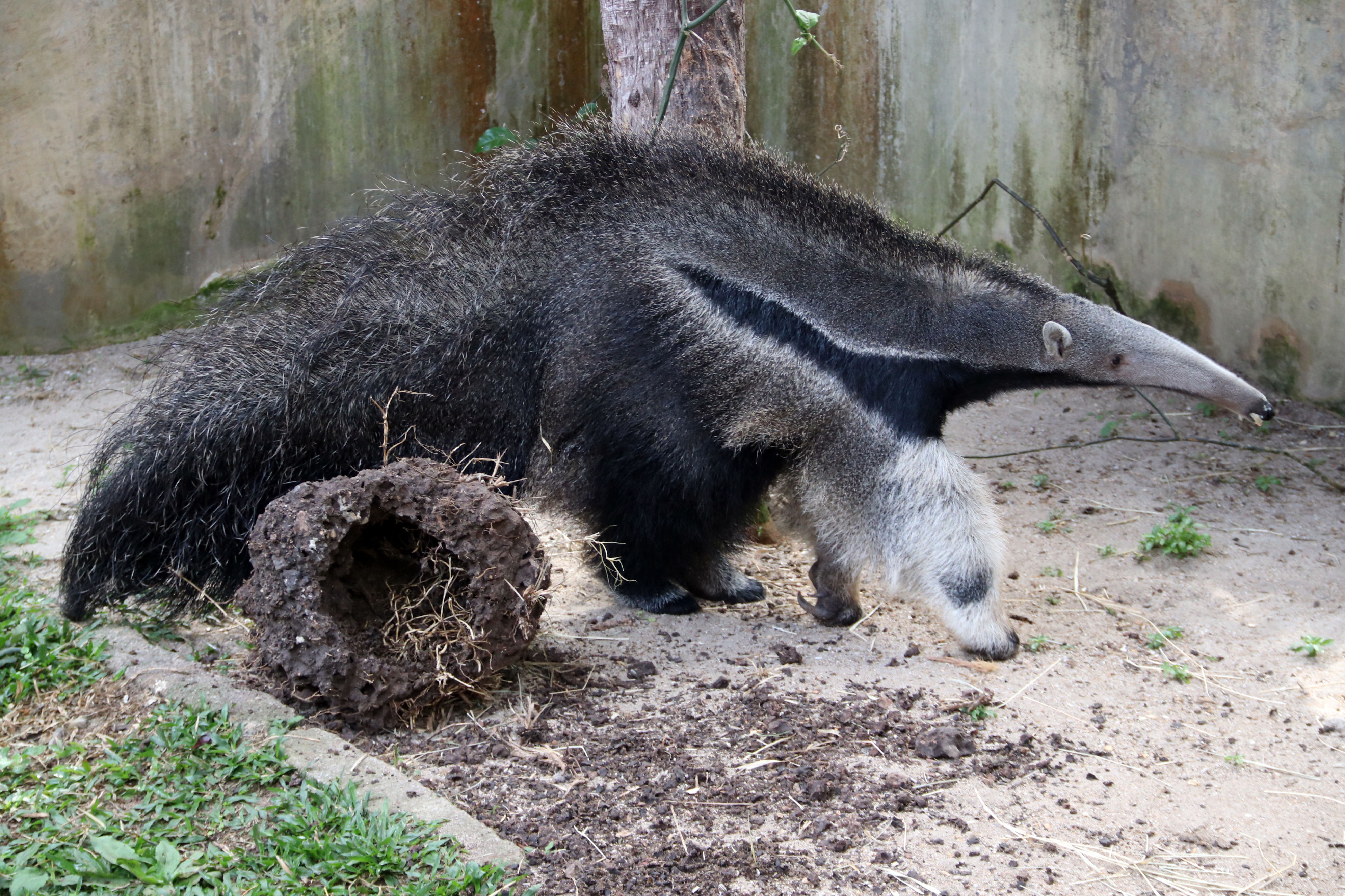Tamanduá Lola é um dos animais que estão vivendo no zoo de Curitiba. | Lucilia Guimarães/SMCS