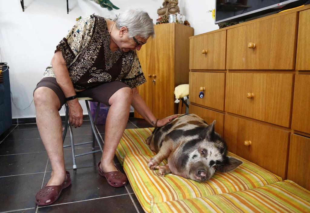 Sir Francis Bacon só dorme com carinho e uma canção de ninar especial | Aniele Nascimento/Gazeta do Povo