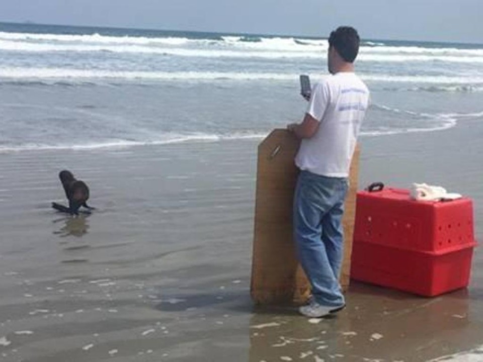 Após ser tratado no CEM-UFPR, loba-marinha foi solta no mar. | Divulgação/CEM