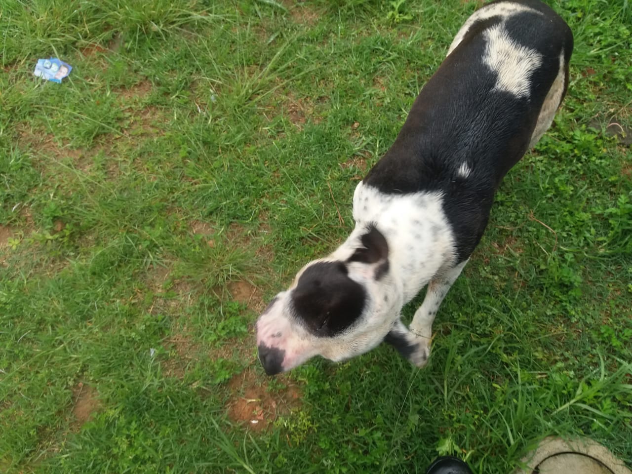 O pit bull havia fugido do canil e atacava um cão de rua em frente à sua residência | Colaboração
/Fabricio Marques