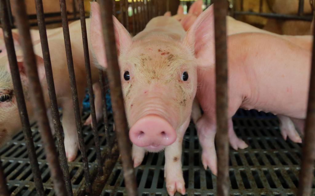  | Felipe Rosa/TRIBUNA DO PARANA