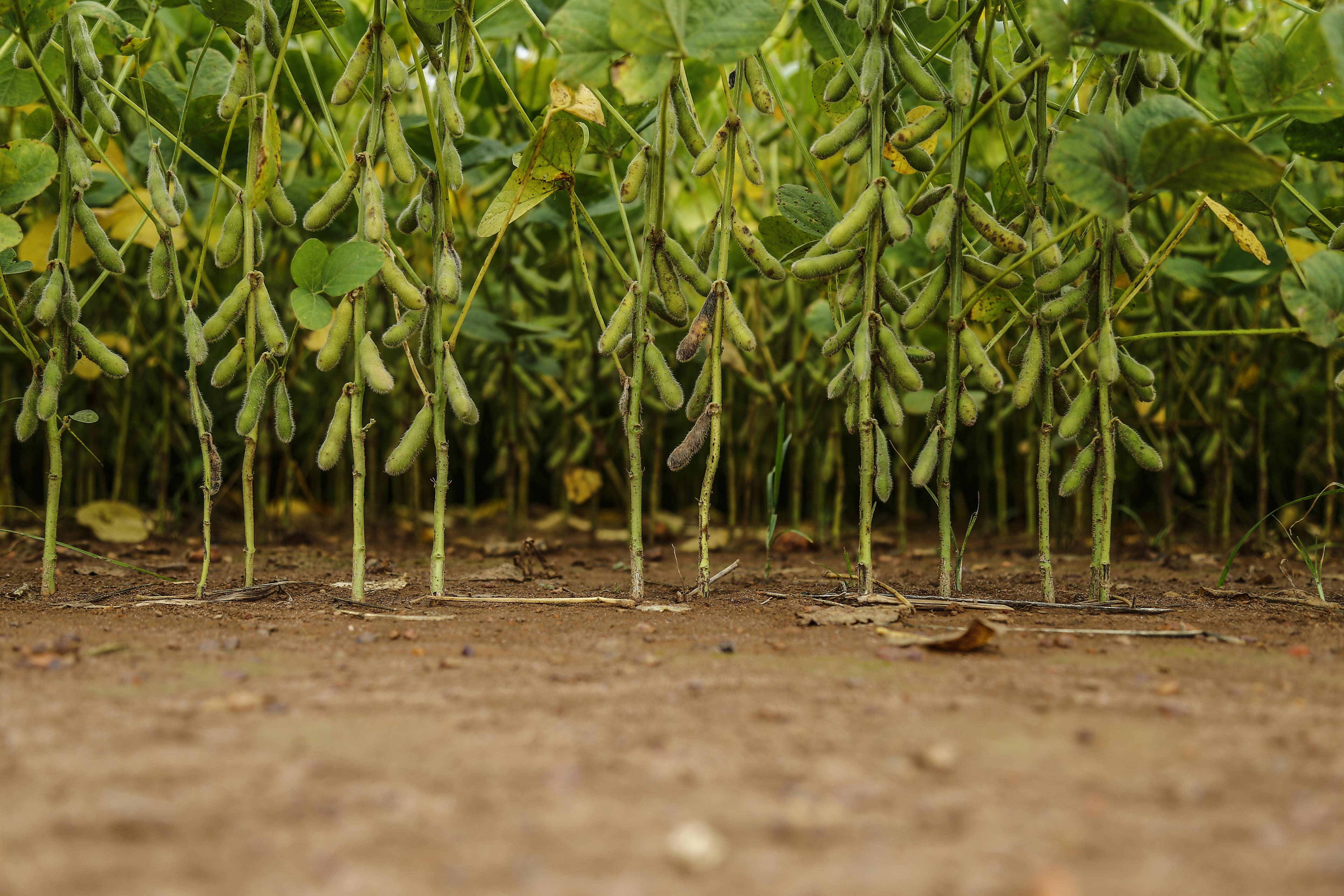 Os produtores brasileiros estão plantando mais soja do que milho, o que tem ajudado a derrubar os negócios da DowDuPont | JONATHAN CAMPOS/Gazeta do Povo