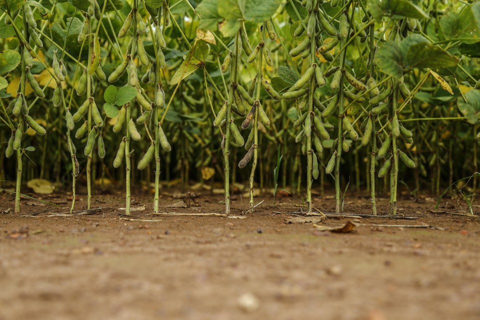 Os produtores brasileiros estão plantando mais soja do que milho, o que tem ajudado a derrubar os negócios da DowDuPont | JONATHAN CAMPOS/Gazeta do Povo