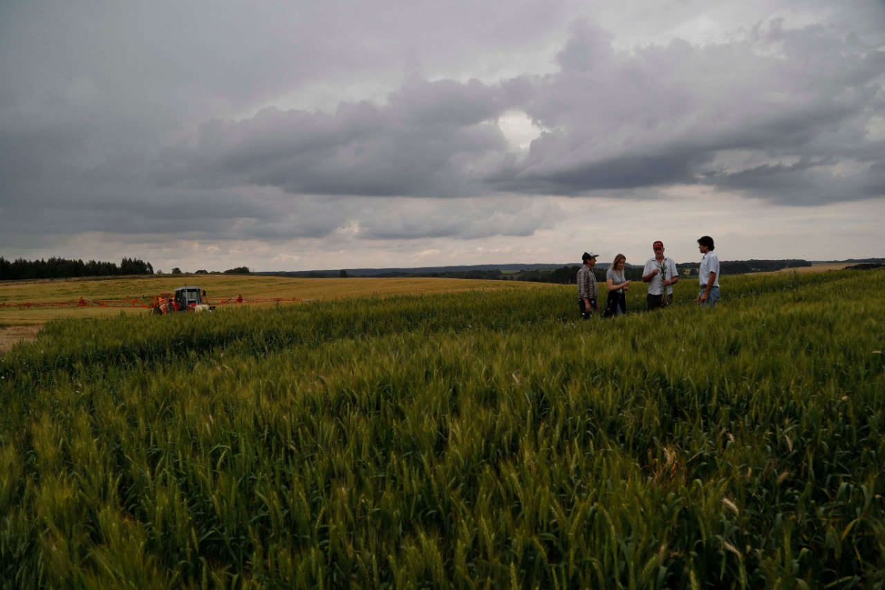 Guarapuava é, tradicionalmente, a última cidade a colher os cereais de inverno e plantar soja. | Jonathan Campos/Gazeta do Povo