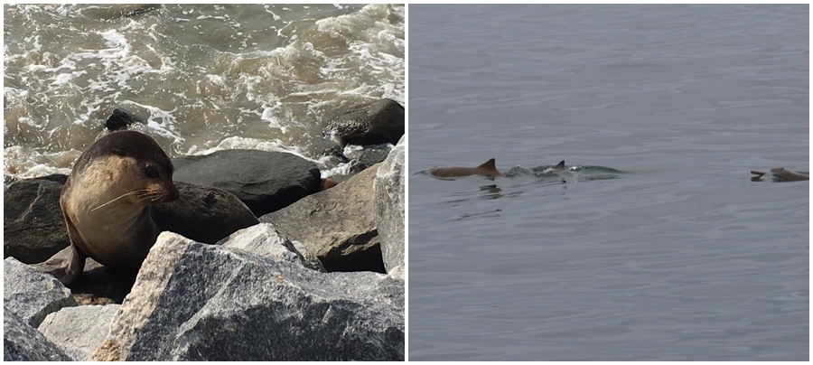 Lobo-marinho está isolado em um costão em Matinhos. Já as toninhas, espécie rara de golinho, foram vistas na Ilha do Mel. | CEM-UFPR /