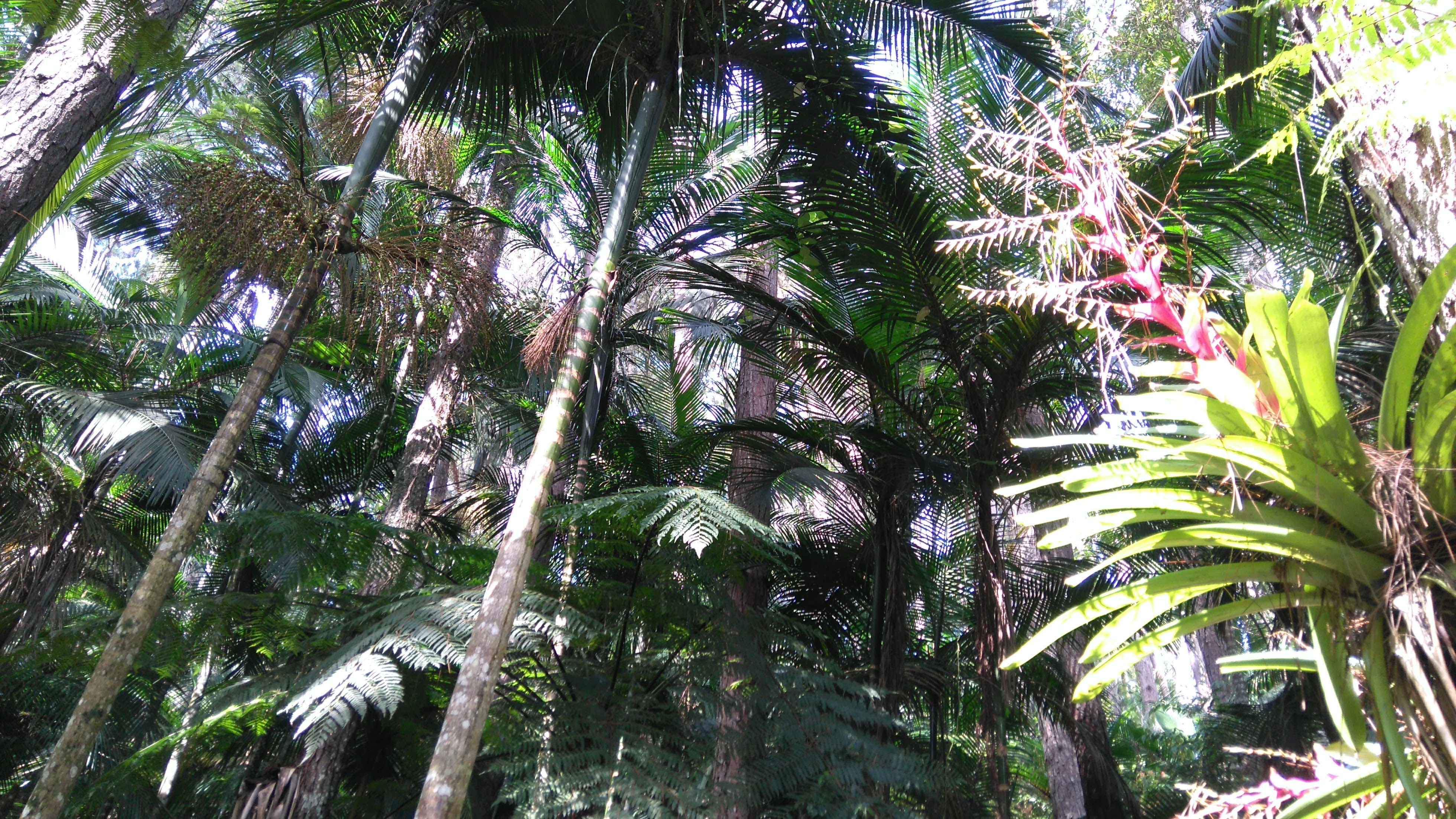 O açaí da palmeira Juçara tem uma polpa rica em antioxidantes que é usada em sucos e receitas culinárias | Vera Lucia Martins/Pexels/Reprodução