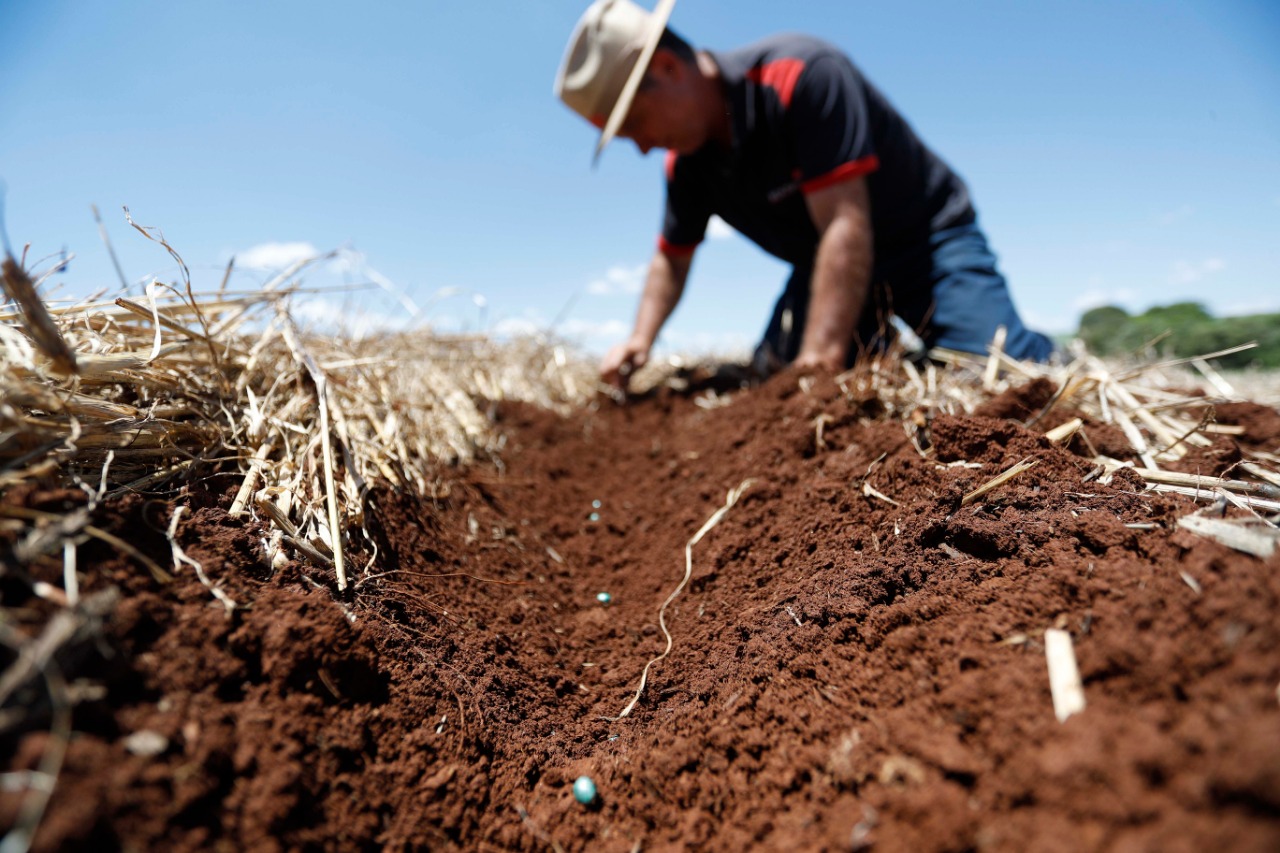 Produtor Rogério Pacheco confere sulcos de plantio de soja sobre a palha, em Carazinho, interior do Rio Grande do Sul | Jonathan Campos/Gazeta do Povo