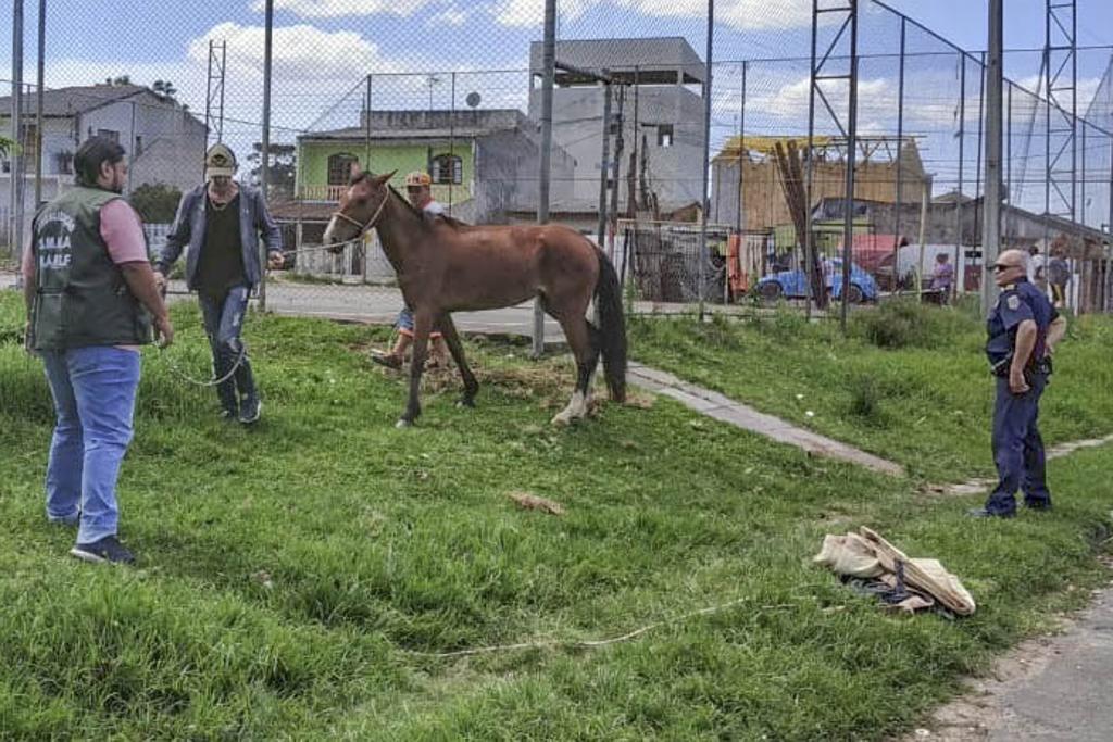 Cavalos foram recolhidos no Cajuru nessa terça-feira (30) | Prefeitura de Curitiba/Divulgação