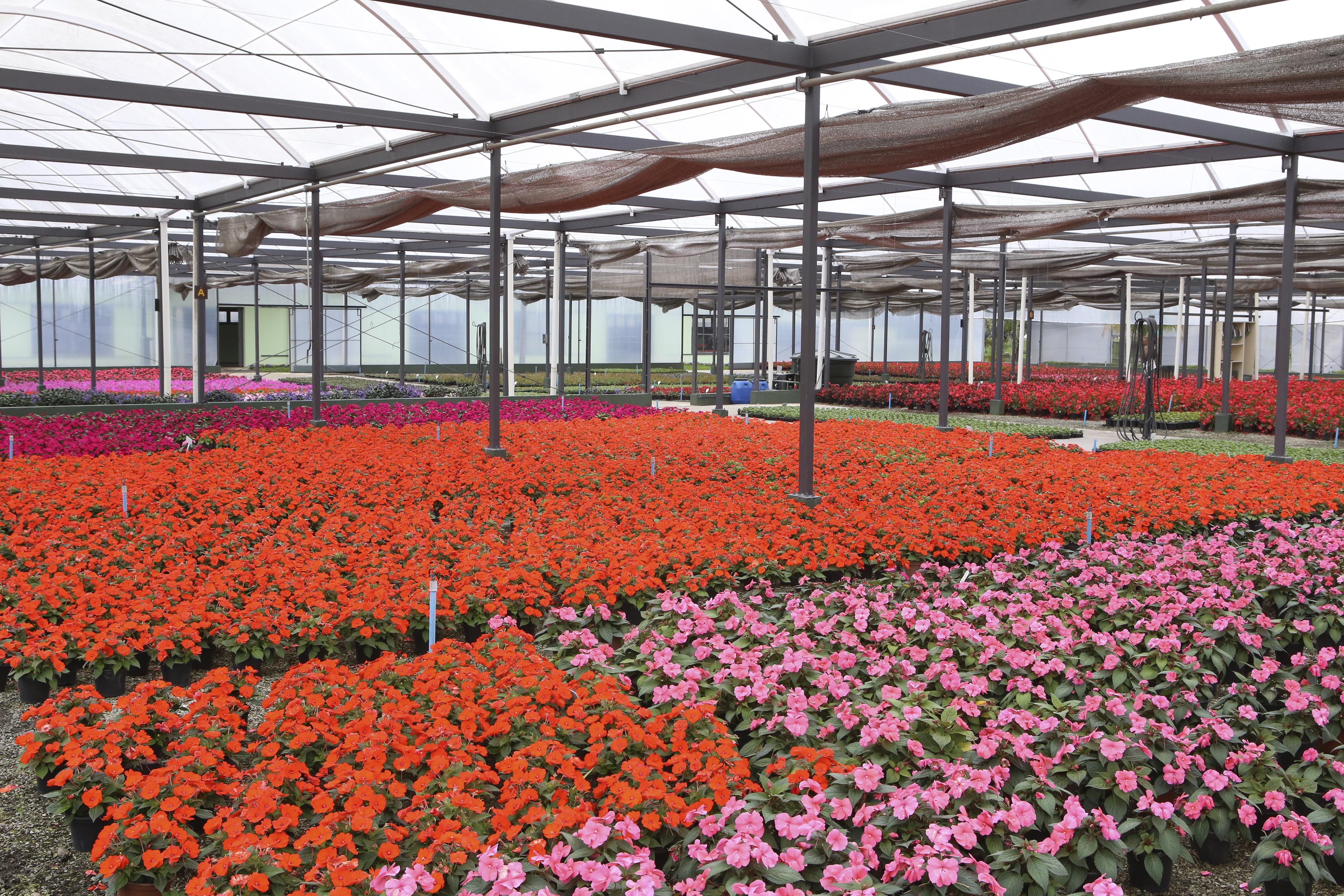 Flores no Horto Municipal estão quase prontas para irem para os canteiros de Curitiba. | Cesar Brustolin/Prefeitura de Curitiba