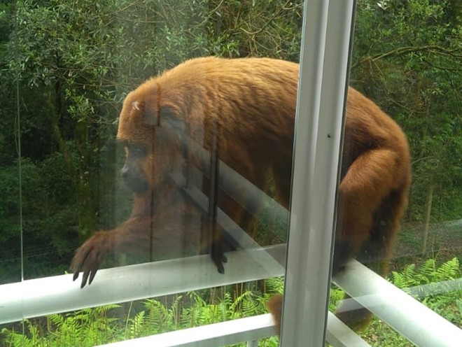 O animal foi visto pela primeira vez no residencial há dois meses e, desde então, é um visitante frequentemente das sacadas dos apartamentos | Alexandro Ventura Trentin/Colaboração