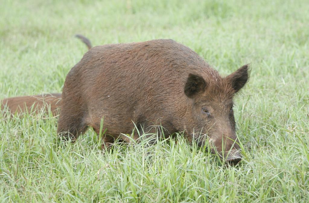 O javali e o javaporco têm alta capacidade de reprodução e adaptação quando encontram condições favoráveis, como a ausência de predadores e grande oferta de alimento. | Aniele Nascimento/Aniele Nascimento