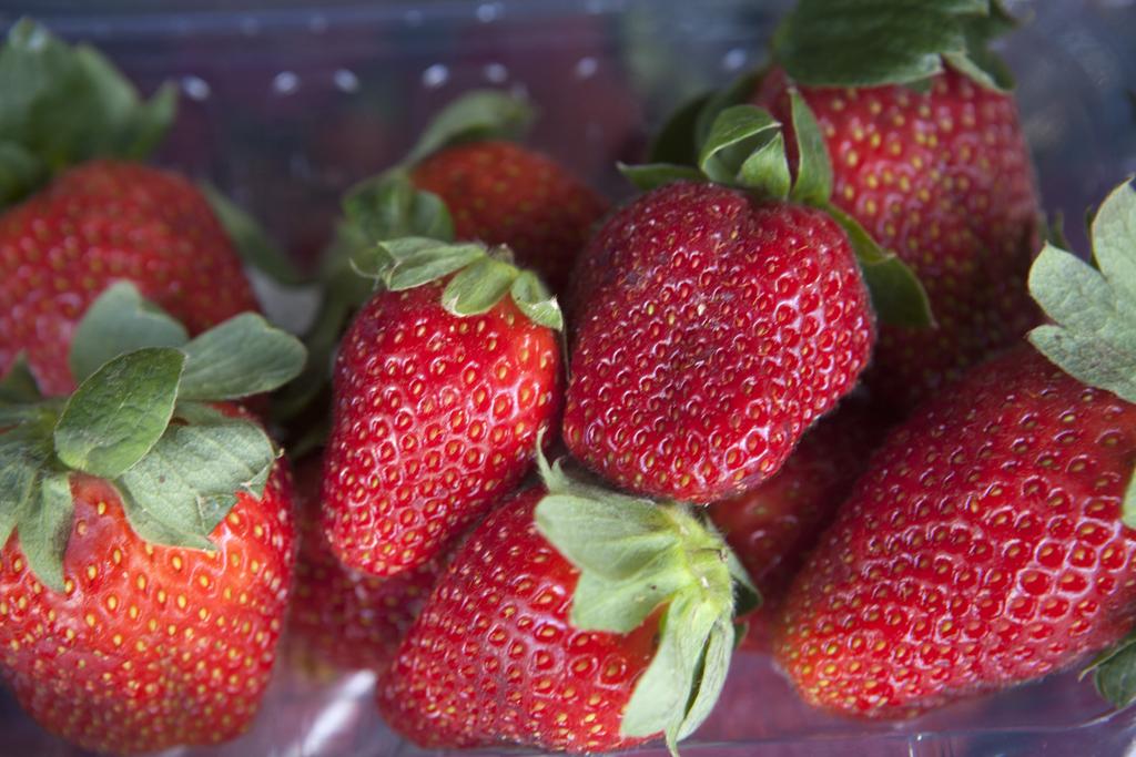 Morangos que foram barrados para consumo vieram do Rio Grande do Sul | Daniel Caron/Gazeta do Povo