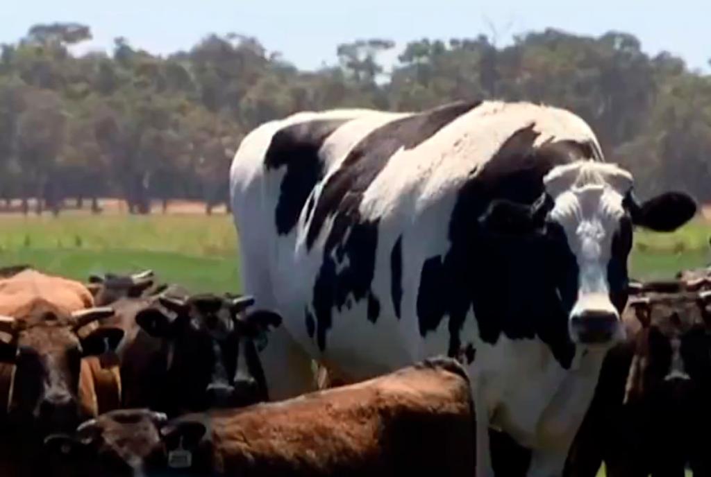 Batizado de Knickers (Calcinha, em tradução livre), bovino tem o tamanho de um jogador de basquete e é grande demais para as câmaras frigoríficas. | Reprodução/DailyMail
