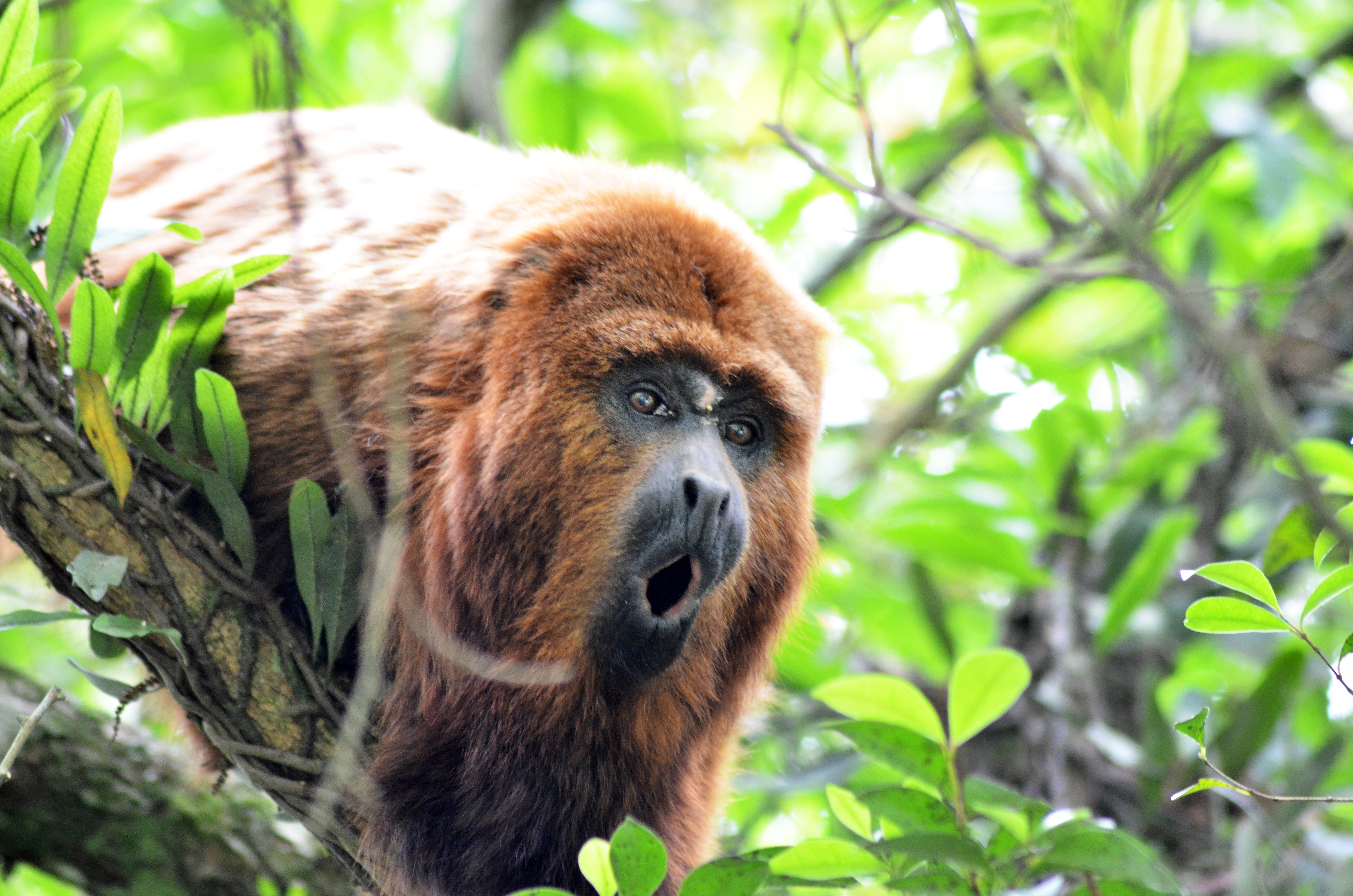 Equipe da Polícia Ambiental já estava mobilizada quando chegou a ordem do IAP de não capturar o bugio. | Marco Charneski/Tribuna do Parana