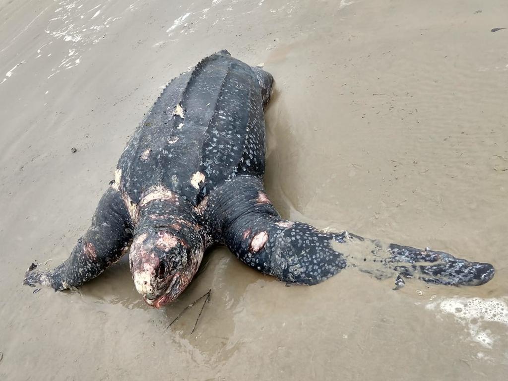 Tartaruga de couro encontrada em Guaratuba tinha 1,50 m de carcaça. | Colaboração/