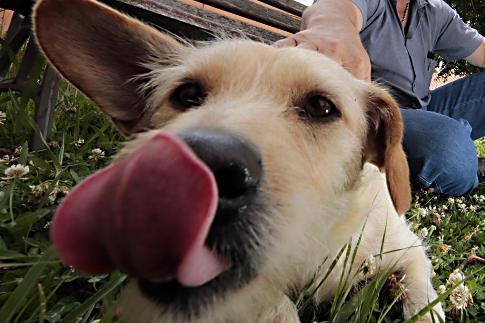 Animais devem ser castrados e vacinados para participarem do projeto de adoção responsável da prefeitura. | Albari Rosa/Gazeta do Povo