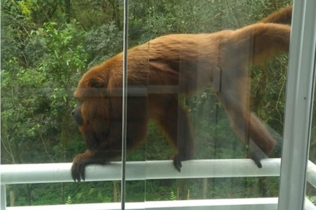 Síndico registrou as visitas do animal ao condomínio. | Ed Dimas da Cunha/Colaboração