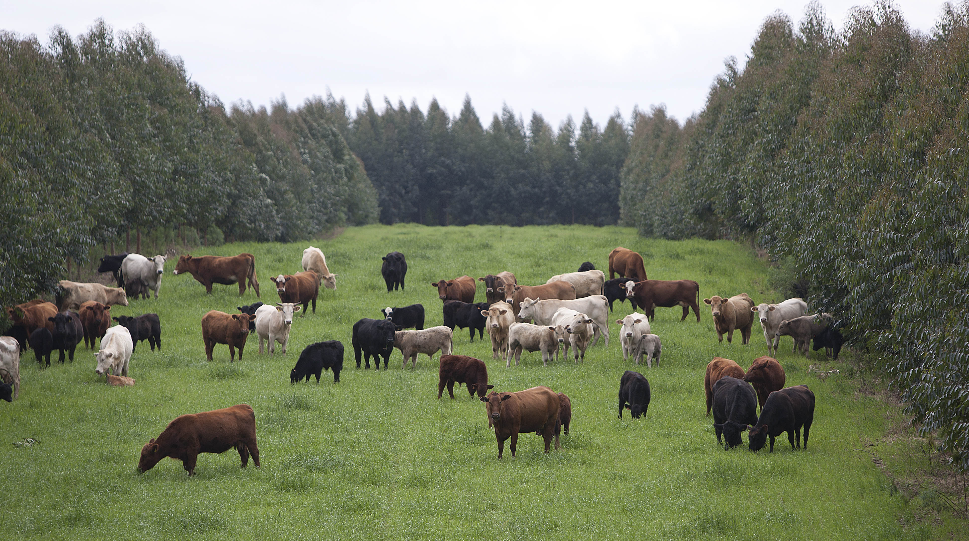  | Jonathan Campos/Gazeta do Povo