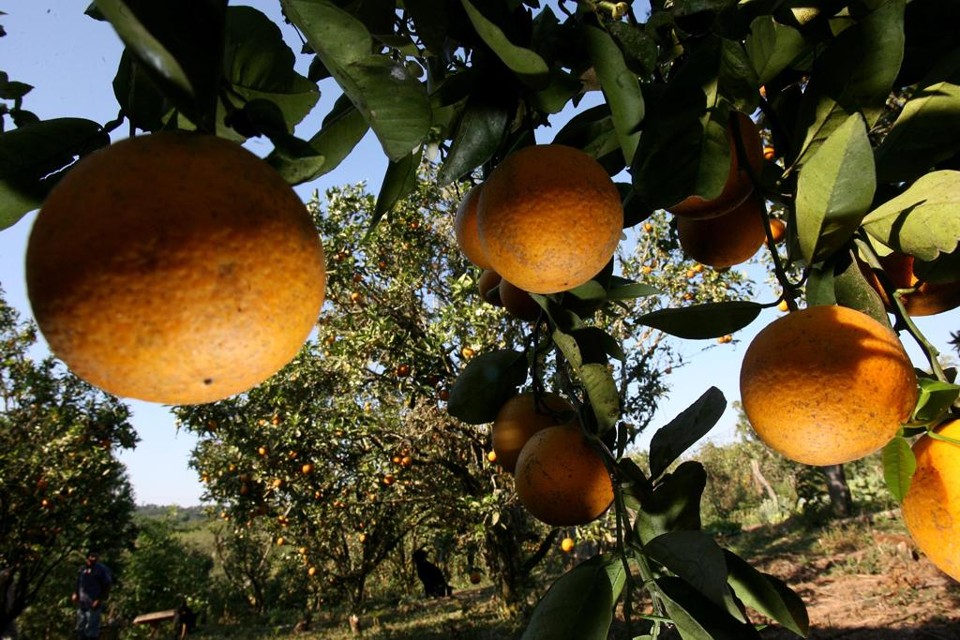 Laranja paranaense dribla crise e doenças para ser campeã de produtividade | Jonathan Campos/Gazeta do Povo