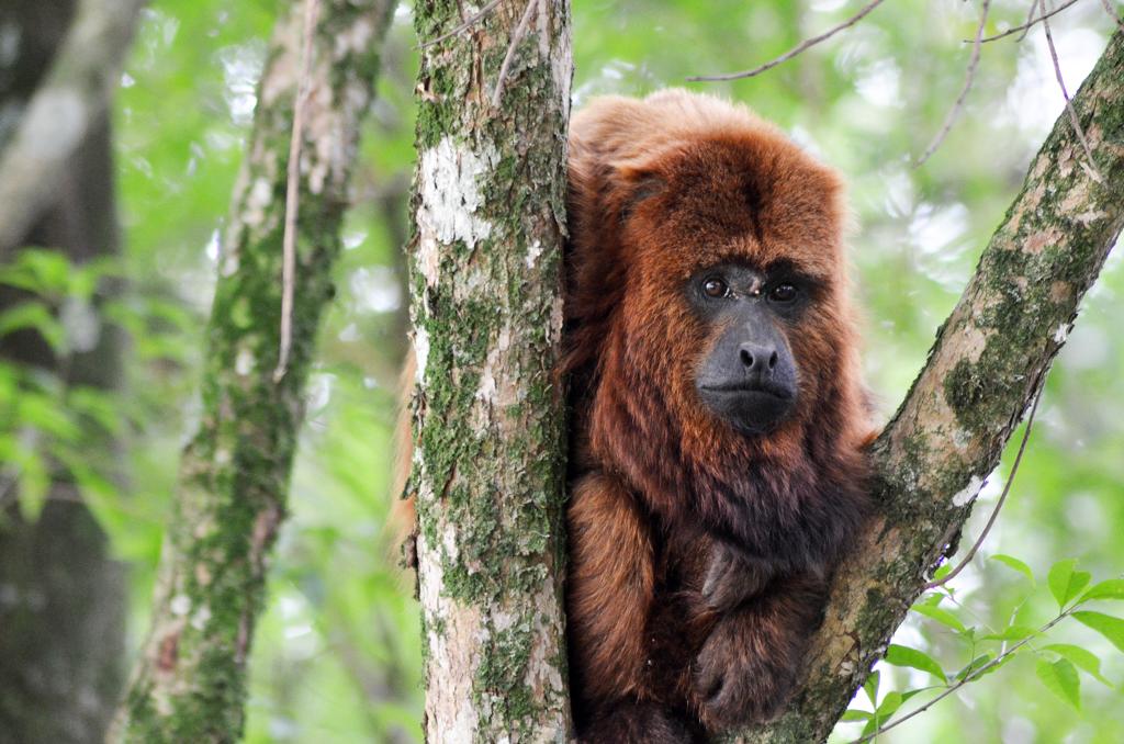 Superintendente do Ibama acredita que bugio é um animal idoso que se desgarrou do bando. | Marco Charneski/Tribuna do Parana