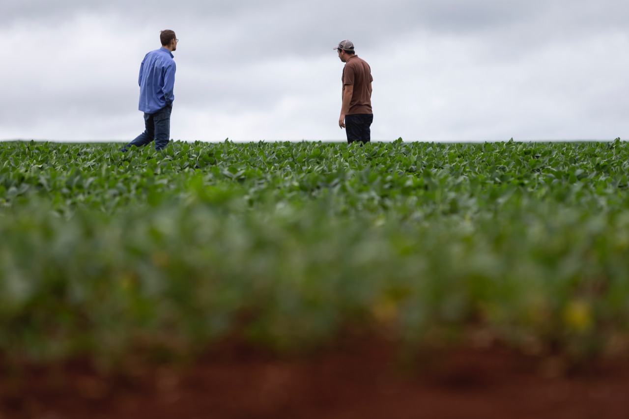 Fábio Sieber e Alex Oliveira avaliam crescimento da soja em Itaberá (SP). | Fernando Zequinão/Gazeta do Povo