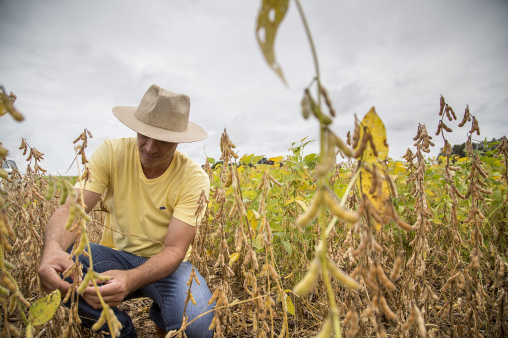 Expedição Safra 2017 / 2018: Colheita de soja em Cândido Mota, São Paulo. Na foto, Cláudio Segateli – produtor. | Marcelo Andrade/Gazeta do Povo