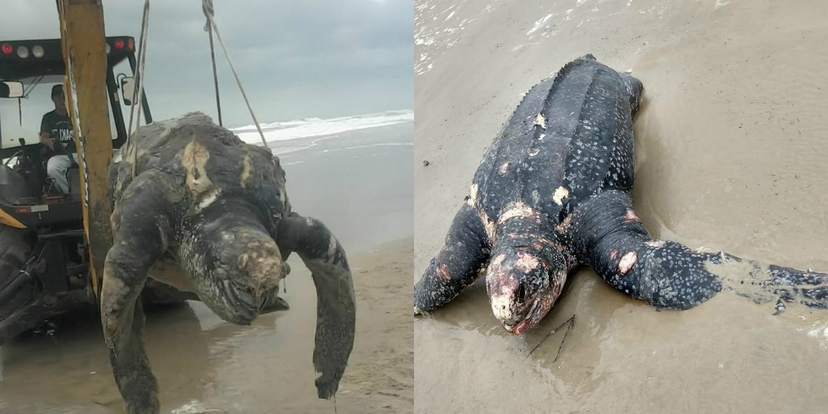 Carapaças em Guaratuba: uma delas precisou ser removida com a ajuda de uma retroescavadeira | CEM/Divulgação