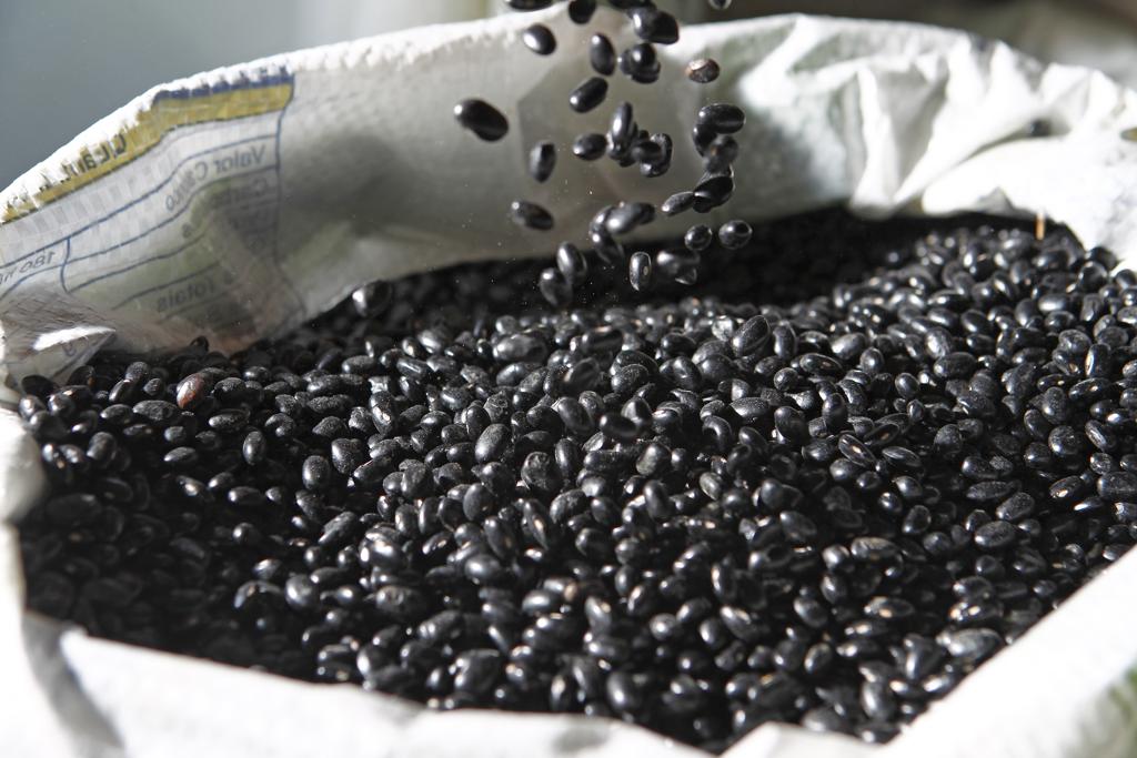 Cerca de 90% das sementes utilizadas para a produção de feijão tem origem pirata,  estima Associação Brasileira de Sementes e Mudas (Abrasem) . | Antônio More/Gazeta do Povo