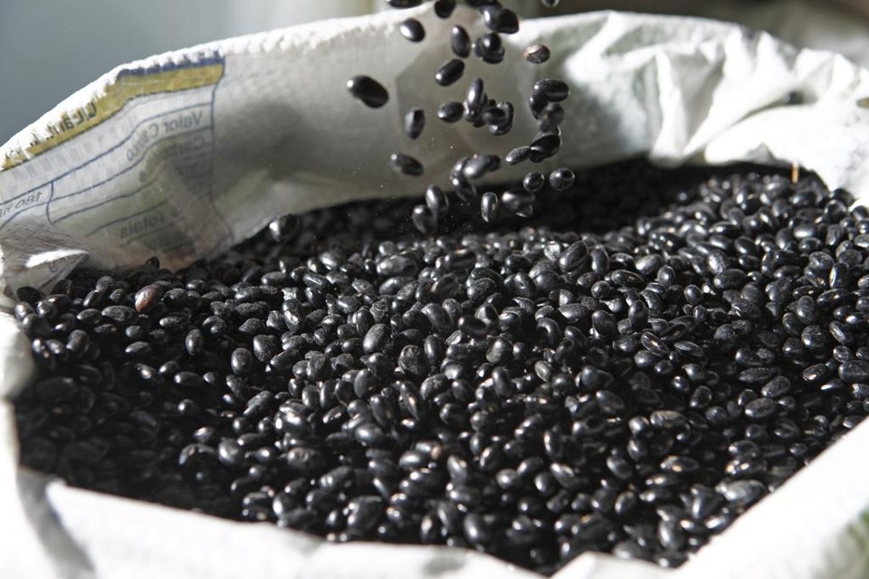 Cerca de 90% das sementes utilizadas para a produção de feijão tem origem pirata,  estima Associação Brasileira de Sementes e Mudas (Abrasem) . | Antônio More/Gazeta do Povo