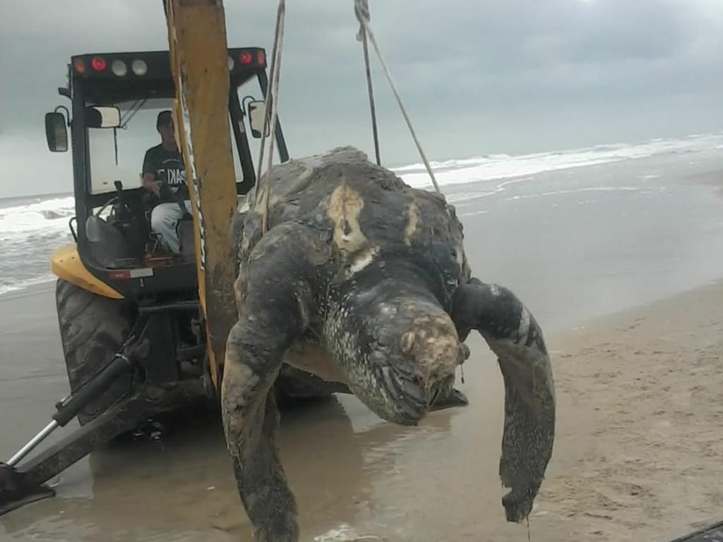 Tartaruga de couro recolhida nesta segunda-feira da praia de Nereidas, em Guaratuba. | Colaboração/Jornal de Guaratuba