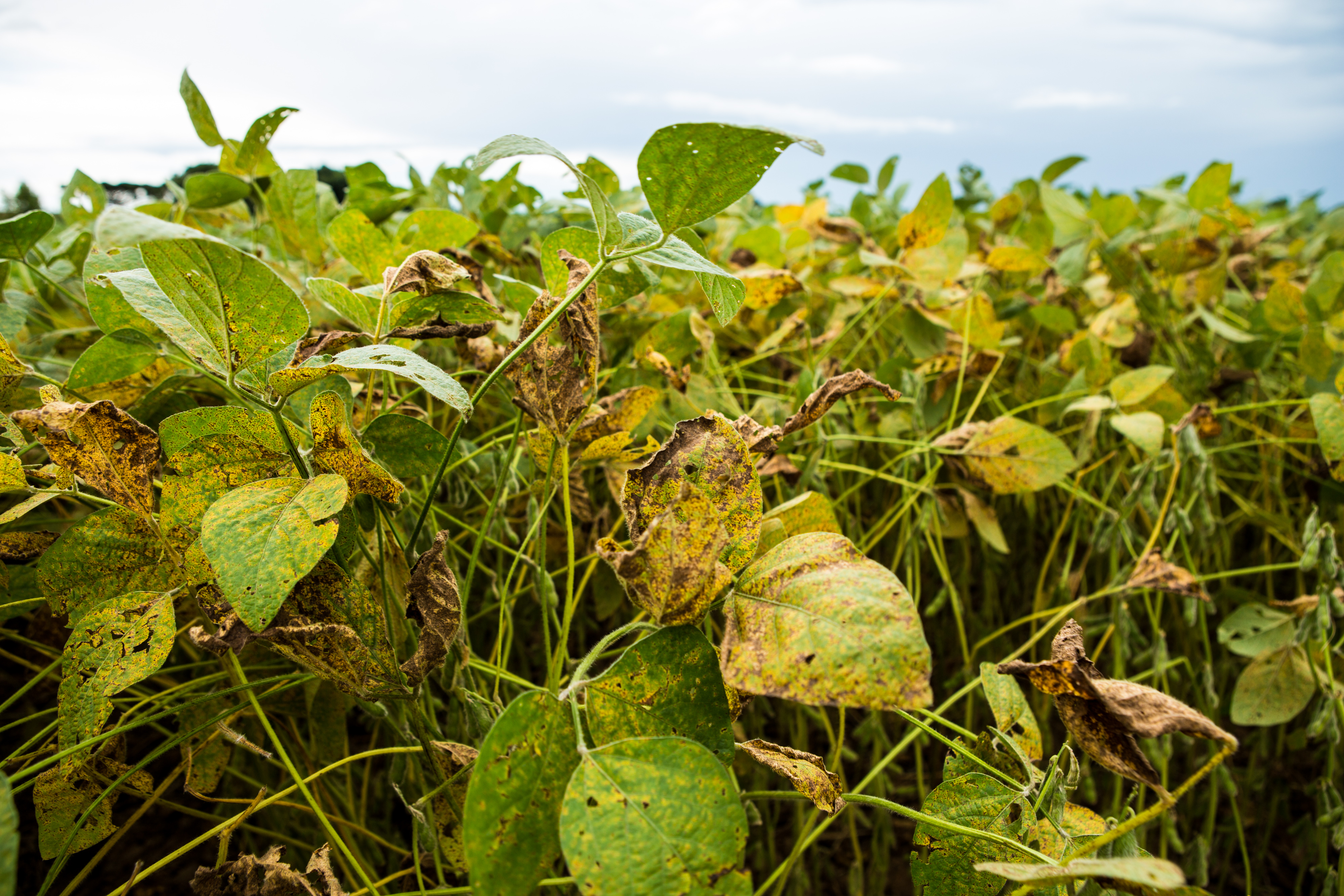 Ferrugem asiática na lavoura de soja: chuva frequente é um dos fatores que favorecem o surgimento da doença. | Brunno Covello/Gazeta do Povo
