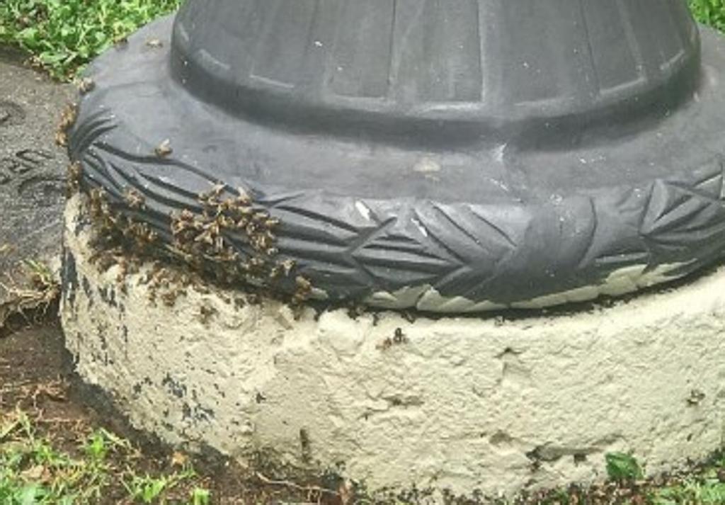 Abelhas ao pé de um dos postes da Praça Tiradentes. | Lucas Sarzi / Tribuna do Paraná/