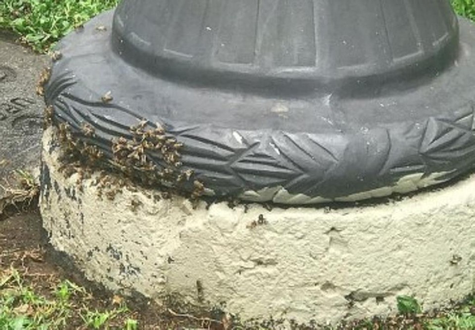 Abelhas ao pé de um dos postes da Praça Tiradentes. | Lucas Sarzi / Tribuna do Paraná/