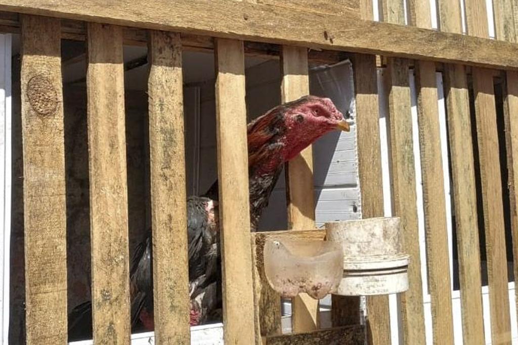 Um dos galos apreendidos no bairro Pinheirinho, em Curitiba | Prefeitura de Curitiba/