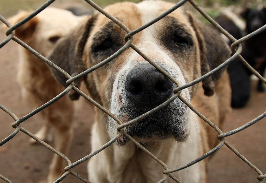 | Daniel Castellano / Arquivo/Gazeta do Povo